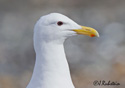 Larus glaucescens